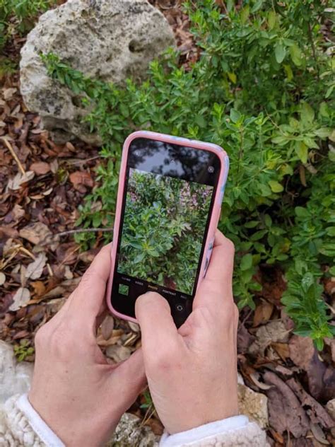 Identify plants by photo. Things To Know About Identify plants by photo. 